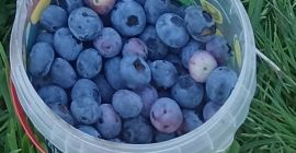 I will sell blueberry, sweet, large fruit.