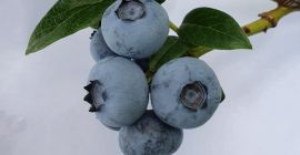 Afine americane de vânzare. Podkarpackie, Lubelskie, Swietokrzyskie.