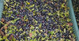 Hello, I am selling fresh forest berry with uncleaned