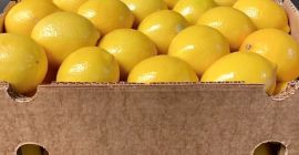 La raccolta dei limoni Mayer sarà effettuata all&#39;inizio di