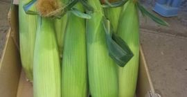 I am selling wholesale sweet corn cobs of the