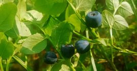 Forest blueberry price to be agreed for larger quantities