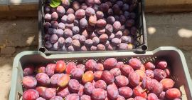 I will sell any quantity of plum. I have
