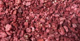 I will sell a frozen raspberry (grits) from Belarus.
