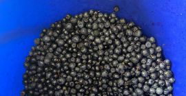 Hello, I am selling fresh blueberries straight from the