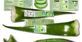 Ökológiai Aloe Vera levelek étkezési fogyasztásra és a vásárló