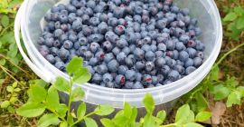 I will sell blueberries, fresh, organic 16 PLN /