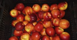 Imported nectarines, ripe, 500 kg for sale. Currently in