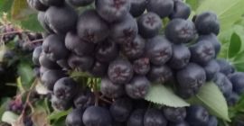 На продају свеже воће ароније. Узгајам га у еколошки