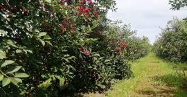 I will sell a &quot;ŁUTÓWKA&quot; cherry, hand-torn, choice of