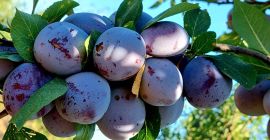 Fresh plums Cabardinca have caliber 45+mm . We have
