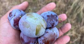 Produces stanley plum, anaspath