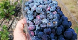 Hallo, ich verkaufe Blaubeere Blaubeere, auf Bestellung geschnitten, der