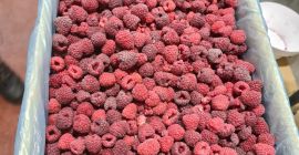 премиальное качество --- ЭКСПОРТ Информация в +381653 875 233