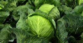 We sell all types of vegetables in large quantities!