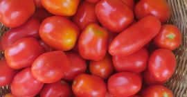 Bio-Tomate von Villa Maria. Für frische Saucen und Salate.