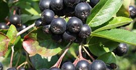 I have 20.000kg of Aronia Nero that is 100%