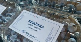 Afine americane de vânzare. Proaspăt cules. Livrăm marfa după