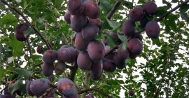 Al momento ho due varietà di prugne: Gek e