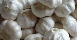 Vietnam Kiváló minőségű friss/fagyasztott fokhagyma 100%-ban természetes bio termesztési