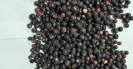 SELL FRESH FRUITS FRESH CURRANTS, PRICE - AGRICULTURAL EXCHANGE, Agro-Market24