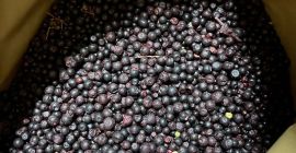 IQF Klass B frozen forest berries for sale, packed