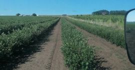 Плодови ароније, из биљака добијених ин витро, у трећој