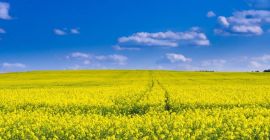 We offer rapeseed for sale harvested in 2022 with