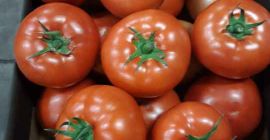 Ich werde BBB rote Tomaten verkaufen, LKW-Mengen