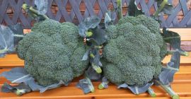 Brokula zu verkaufen, ca. 2 Tausend. Stücke Sandomierz Bezirkskontakt