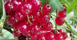 SELL FRESH FRUITS FRESH CURRANTS, PRICE - AGRICULTURAL EXCHANGE, Agro-Market24