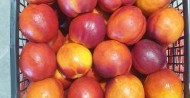 nectarines, peaches, plums, pears, quinces at the price of