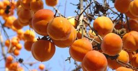 SELL FRESH FRUITS FRESH PERSIMMON, PRICE - INTERNATIONAL AGRICULTURAL EXCHANGE, Agro-Market24