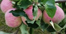 I sell this years Apple kind nów piros next