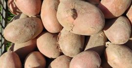 Hallo, ich verkaufe Bio-Kartoffeln eines polnischen Produzenten, Sorte RED