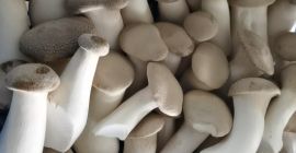 I have Eryngi King Oyster mushrooms for sale