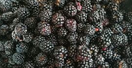 Unsprayed blackberries, treated only with natural fertilizer, of the