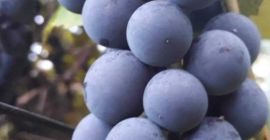 Ecological, not spilled, perfect for juices and wines. Price