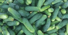 Продаћу мале краставце 5 ПЛН, средње 4 ПЛН, велике