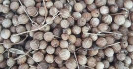 SELL DRIED HERBS  HERBS CORIANDER, PRICE - AGRICULTURAL ADVERTISEMENTS, Agro-Market24