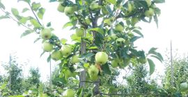 SELL FRESH FRUITS FRESH APPLES GOLDEN DELICIOUS, PRICE - AGRICULTURAL ADVERTISEMENTS, Agro-Market24