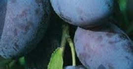 For sale plum varieties AUGUST DELIGHT, BLUE MOON, GROSSA