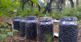 Afine de pădure recolta proaspătă în pachete de jumătate