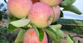 I will sell a freshly picked Piros apple. Negotiated