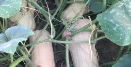 Matilda f1 planting pumpkins for sale