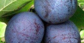Vând câteva tone de prune lepotica tare cu pată