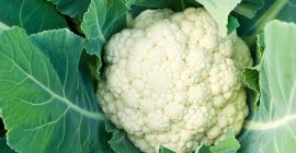 Мы оптовики из Гиссен/Германия и ищем цветную капусту или