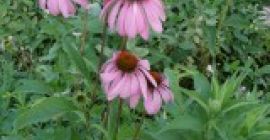 Echinacea Root, Approx. 2 Tons, packed in Big Bags