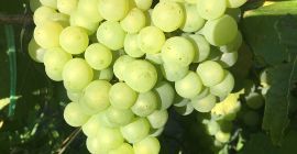 I sell table grapes Chasselas and wine grapes Fetească,
