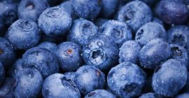 I will sell blueberries. Duke Draper Liberty Aurora straight